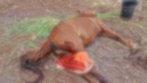 पन्हाळा तालुक्यातील वाघवेत गव्याच्या हल्ल्यात घोडीचा मृत्यू