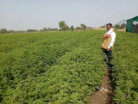 Geranium Farming : ऊसशेतीला फाटा देत ‘या’ शेतकऱ्याने फुलवली जिरेनियम शेती, वाचा लागवड ते काढणी पर्यंतची संपूर्ण माहिती