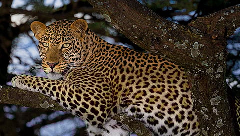 चंद्रपुरातील “त्या” नरभक्षक बिबट्याला गोळ्या घालून ठार मारण्याचे आदेश !