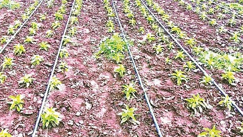 राज्यात वाढतोय ठिबक सिंचनचा टक्का !