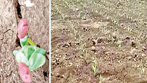 अजिंठा : पावसाची दडी, खरिपाची पिके कोमेजली