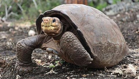 कासवांची लुप्त झालेली प्रजाती पुन्हा आढळली!