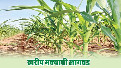 खरीप मक्याची लागवड