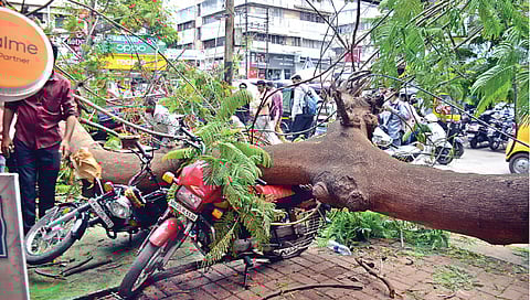नाशिक : महात्मा गांधी रोडवर गुलमोहर कोसळला; दुचाकींसह दुकानांचे नुकसान