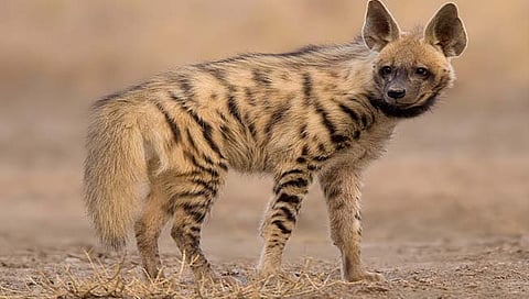 नगर : तरसांच्या हल्ल्यात बिबट्याच्या बछड्याचा झाला मृत्यू