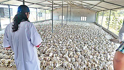 नाशिक : गॅसगळती झाल्याने पोल्ट्री फार्ममधील 2,300 पक्ष्यांचा मृत्यू