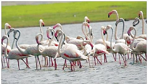 पळसनाथ मंदिराभोवतालच्या परिसरात मुक्तपणे वावरताना शेकडो फ्लेमिंगो पक्षी.