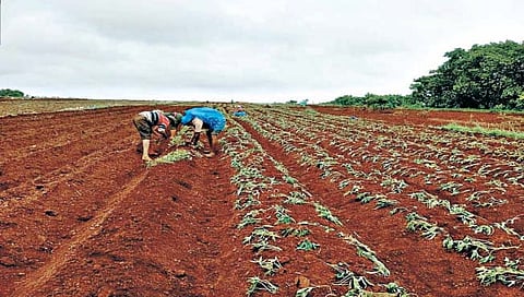 शिवारातून लगबग वाढली ; पावसाने शेतकर्‍यांना मिळाला दिलासा