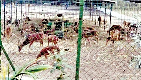 सोलापूरच्या संग्रहालयातील अतिरिक्त 77 प्राणी सह्याद्री पट्ट्यात सोडणार