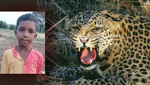 नाशिक : बिबट्याच्या हल्ल्यात शाळकरी विद्यार्थी ठार; दिंडोरी तालुक्यातील घटना