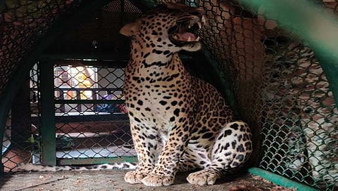 वरूख वनविभागाने पिंजऱ्यात जेरंबद केलेला बिबट्या