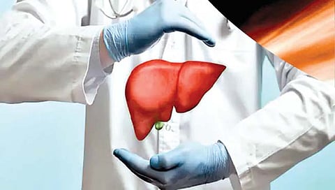 माणसाच्या वयापेक्षा तीन वर्षे तरुण राहते यकृत