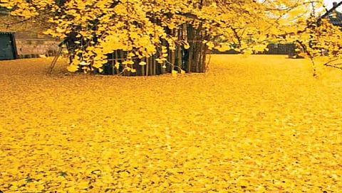 एक झाड सोन्याचे!