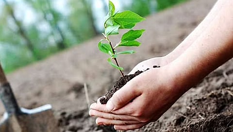 ‘शिक्षक सेने’चा राज्यात ७ लाख वृक्षारोपणाचा संकल्प ; अध्यक्ष अभ्यंकर यांची माहिती