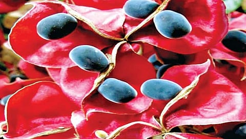 फुलेवाडीत आढळला ब्लॅक पर्ल वृक्ष