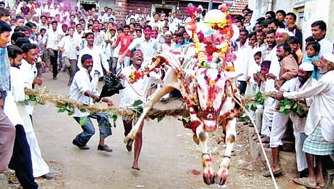 ग्लोबल युगातही बैल तोडतात बेंदराची कर..!