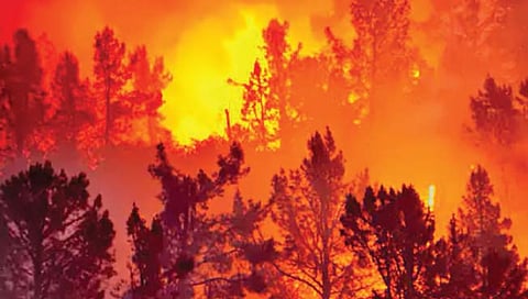 43 कोटी वर्षांपूर्वीच्या वणव्याचे मिळाले पुरावे