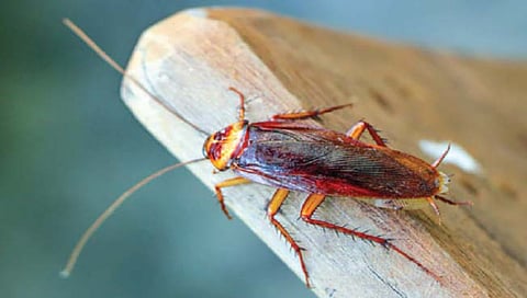 घरात झुरळे सोडून देणार दीड लाख रुपये!