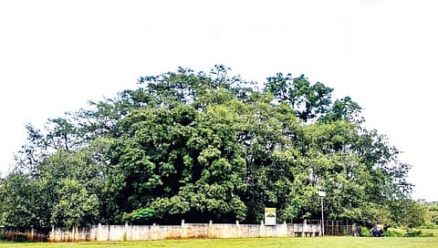 शिरसंगीत दोन एकरांत पसरलाय महाकाय वटवृक्ष!