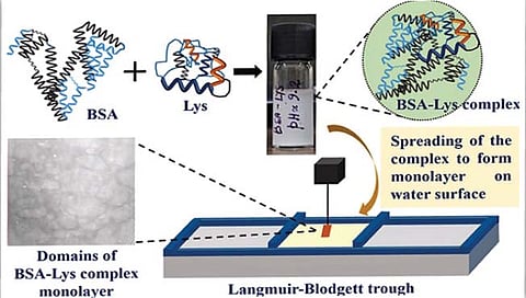 भारतात बनली अत्यंत पातळ प्रोटिन फिल्म