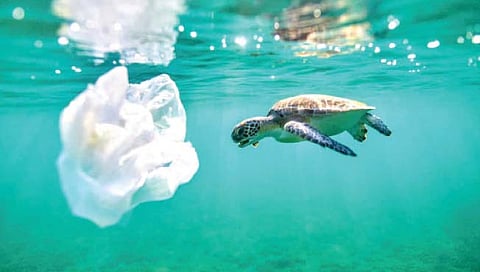 प्लास्टिक उठले जलचरांच्या जीवावर!