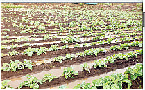 साकोरे (ता. आंबेगाव) येथे मुसळधार पाऊस आणि जलमय झालेली शेती. (छाया : बी. एस. चिखले)