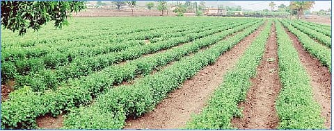 जुन्नर तालुक्यात पावसाची जोरदार हजेरी