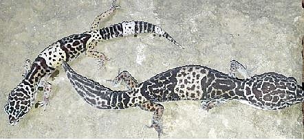 सणसवाडी (ता. शिरूर) येथील नरेश्वर डोंगरावर आढळून आलेल्या लेपर्ड गेको जातीच्या पाली.