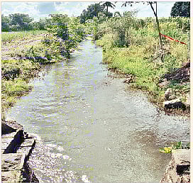 सांगवीतील पिकांना कालव्याच्या पाण्याचा आधार; पावसाची अद्यापही प्रतीक्षाच