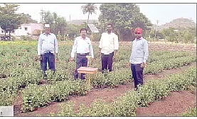 हुमणी भुंगेरे नियंत्रणासाठी सोलर ट्रॅप वापरा