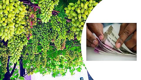 तासगाव : कुमठेतील द्राक्ष बागायतदारांची 11 लाखांची फसवणूक