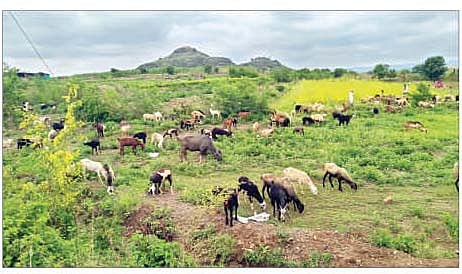थोरांदळेत माळरानावरील हिरव्या गवतावर ताव मारताना शेळ्या-मेंढ्या.