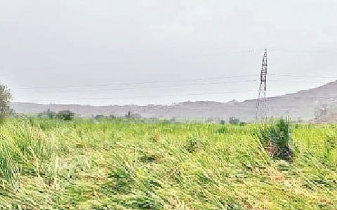 कळंब येथे पावसाने पडलेला ऊस. (छाया : बी. एस. चिखले)