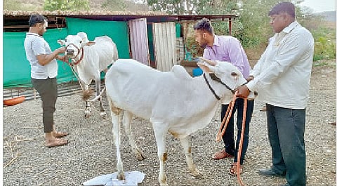 खरीप तोंडावर असतानाही शर्यतीच्या बैलांना मागणी