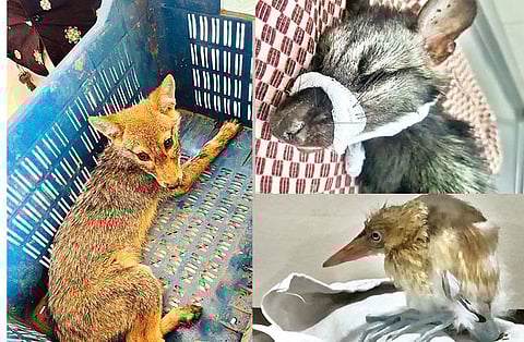 शहराबाहेर सापडलेला कोल्ह्याचे पिल्लू. तसेच शहरात जखमी अवस्थेत आढळलेला पक्षी आणि उपचार सुरू असलेले उदमांजर.