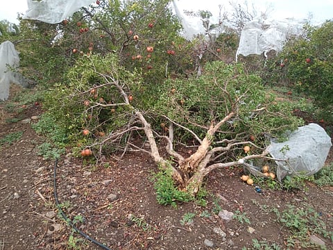 श्रीगोंद्यात पावसाची तडाखेबंद बॅटिंग, घर आणि शेतमालाचं मोठ्याप्रमाणात नुकसान