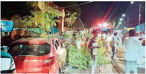 चाकणमध्ये मोटारीवर पडलेले झाड. (छाया : अविनाश दुधवडे)