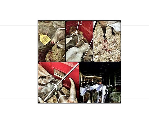 कोपरगाव : तालुक्यातील संवत्सर-कासली रस्त्यावर पोलिसांनी सुटका केलेली जनावरे.