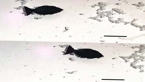 रोबो फिश करणार समुद्राची सफाई