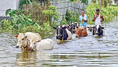 कामरूप ः अतिवृष्टी आणि महापुराने आसामची स्थिती बिकट झाली असून नागरिकांना त्यांच्या पाळीव जनावरांसह स्थलांतरित व्हावे लागले आहे.