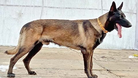 मिरज : अंमलीपदार्थ शोधक श्वान रेल्वे सुरक्षा दलात दाखल