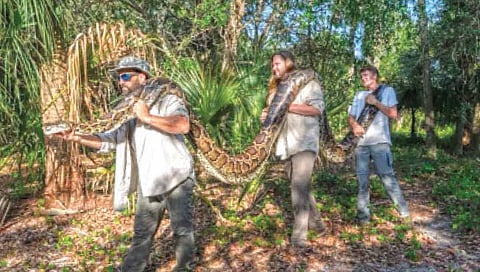 तब्बल 18 फूट लांबीचा अजगर!