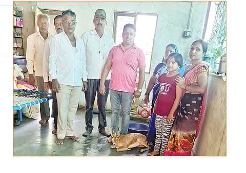 वाहनाच्या धडकेत हरीण जखमी, तरुणांच्या सतर्कतेमुळे वाचले प्राण