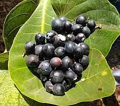 वाडाच्या बाजारपेठेत रानमेवा दाखल, यंदा उत्तम बाजारभाव; आदिवासींचा होतोय मोठा फायदा