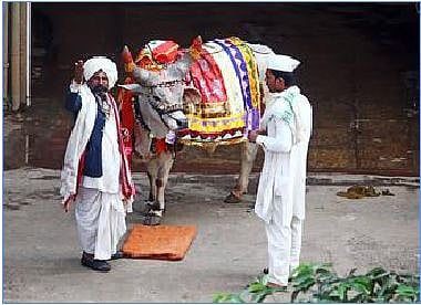 नंदीवाल्या भटक्यांचं जीवन दुःख, कष्ट, दारिद्र्यानं ग्रासलेलं