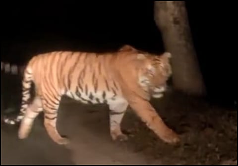 बिबट्यानंतर आता पट्टेरी वाघाची दहशत ! क्षणात पाडला कुत्र्याचा फडशा