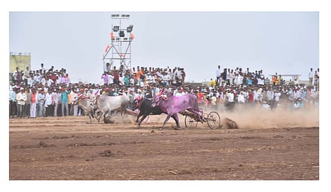 बिर्र..ने कर्जत शहर दुमदुमले..! थरार बैलगाडी शर्यतीचा