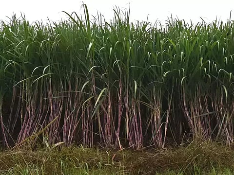 कोल्हापूर : ऊस परिषद झाली, दर किती मिळणार?