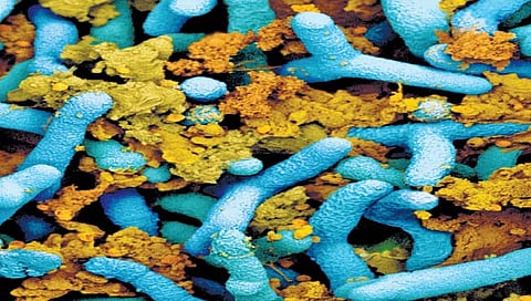 जीवाणू खते वापरा