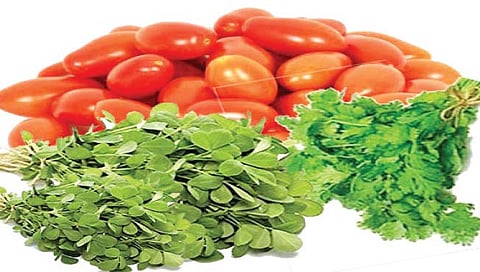 निपाणी : टोमॅटो, मेथी, कोथिंबीर झाली स्वस्त